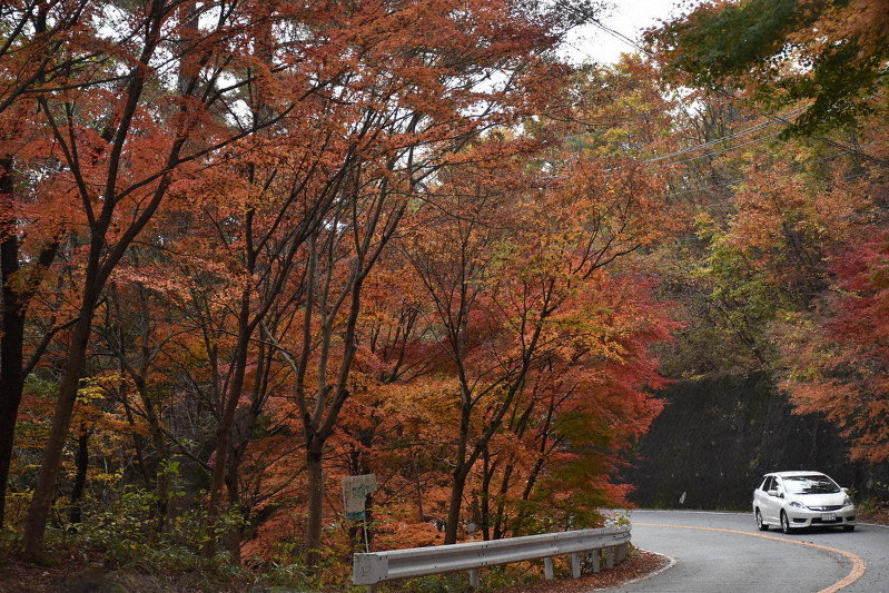 もみじ街道で見ごろ イロハカエデ１８００本色づく 甲府 山梨 毎日新聞