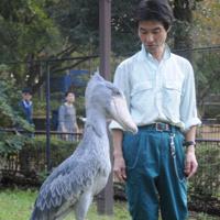ちょっとした仕草が来園客を引きつけるハシビロコウと松本和人さん＝千葉市動物公園で、谷本仁美撮影