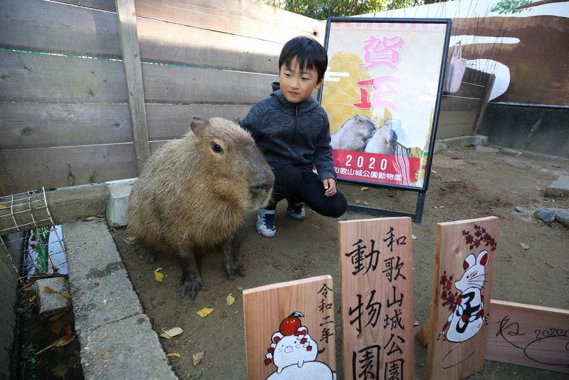 カピバラと年賀状写真を 和歌山城公園動物園 きょうまで 和歌山 毎日新聞