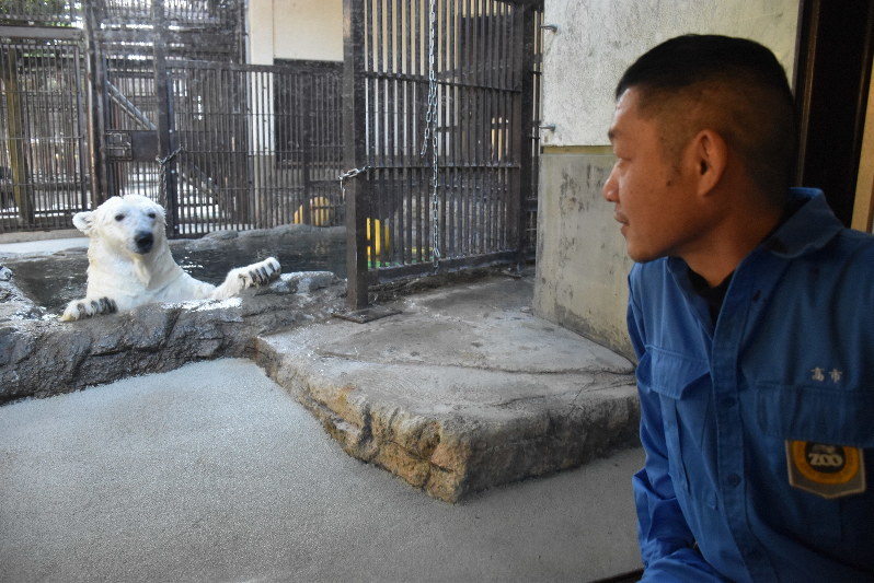 見つめ合うピースと高市敦広さん=愛媛県砥部町上原町の県立とべ動物園で2019年11月30日午後3時3分、遠藤龍撮影