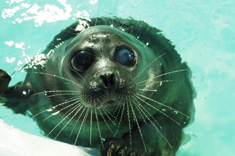 滋賀県立琵琶湖博物館で飼育されていたバイカルアザラシの「マリ」=同館提供