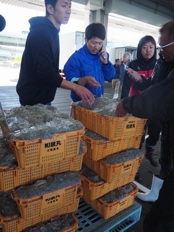 運んだシラスを検品する若手の漁師や加工業者=大阪府岸和田市で2019年11月15日午前11時28分、加藤美穂子撮影