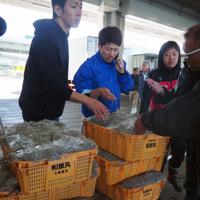 運んだシラスを検品する若手の漁師や加工業者＝大阪府岸和田市で、加藤美穂子撮影