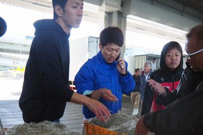 運んだシラスを検品する若手の漁師や加工業者＝大阪府岸和田市で、加藤美穂子撮影