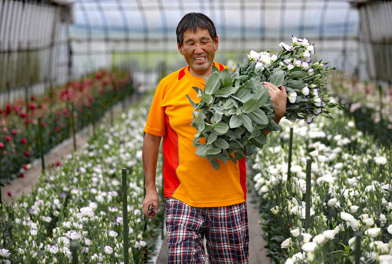 9回目のトルコギキョウの出荷。かれんに咲く花に思わず顔もほころぶ=福島県南相馬市で2019年8月10日、梅村直承撮影