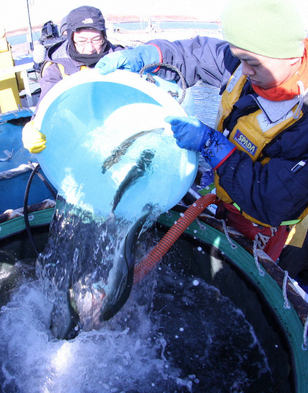 海面で養殖され、水槽に移されるベニザケ=北海道根室市の根室港で分、本間浩昭撮影