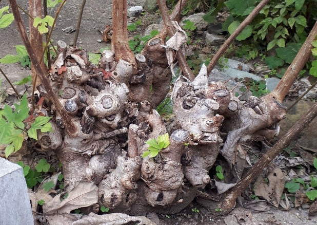 埼玉コレがスゴい 小川町和紙体験学習センター 細川紙 の魅力伝え 原料作りから紙漉きまで 埼玉 毎日新聞