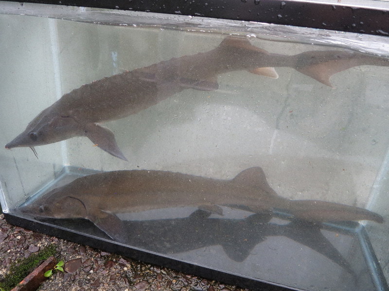 シベリアチョウザメの若魚=近畿大提供