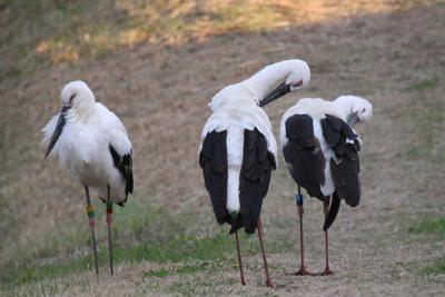 豊前市中村の角田川そばで羽繕いをするコウノトリ＝12月2日、下田信広さん撮影