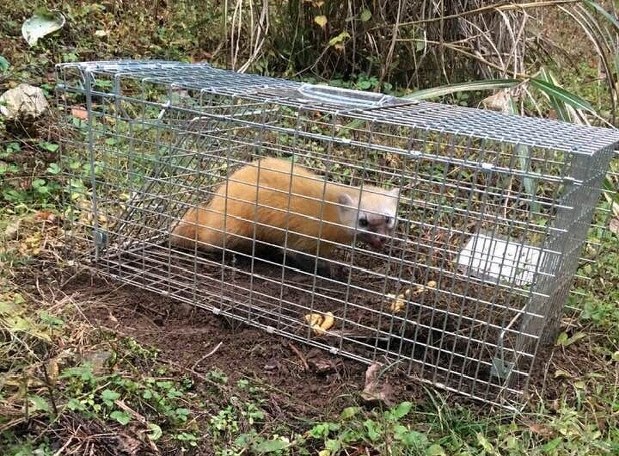 害獣駆除罠 楽天市場】2個セット 罠 捕獲器 害獣駆除 スーパー捕獲器 畑荒らし