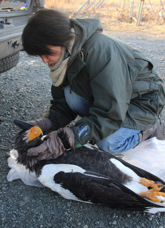 ニュースプラス 希少猛禽類の列車事故急増 線路際で捕食 オオワシ オジロワシ 北海道 毎日新聞