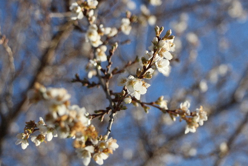 熊谷研さんの農場で咲いた四季桜=岩手県陸前高田市米崎町で