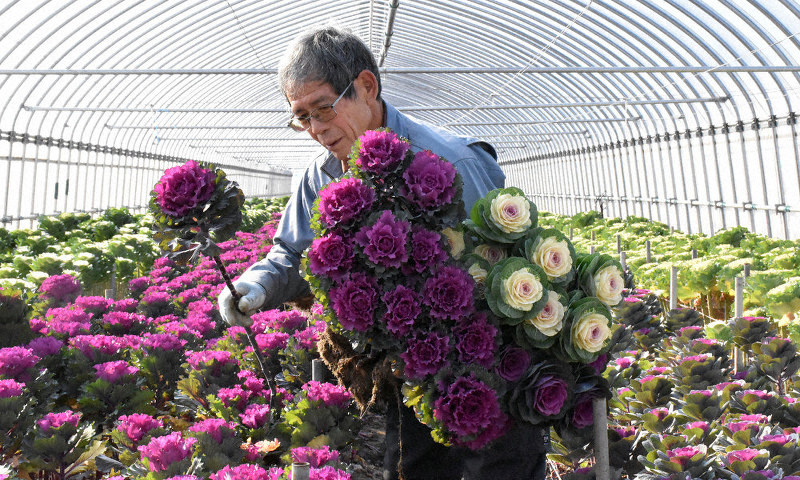 冬映え 切り花葉ぼたんが出荷シーズン 冷え込みで色鮮やか 石川 毎日新聞