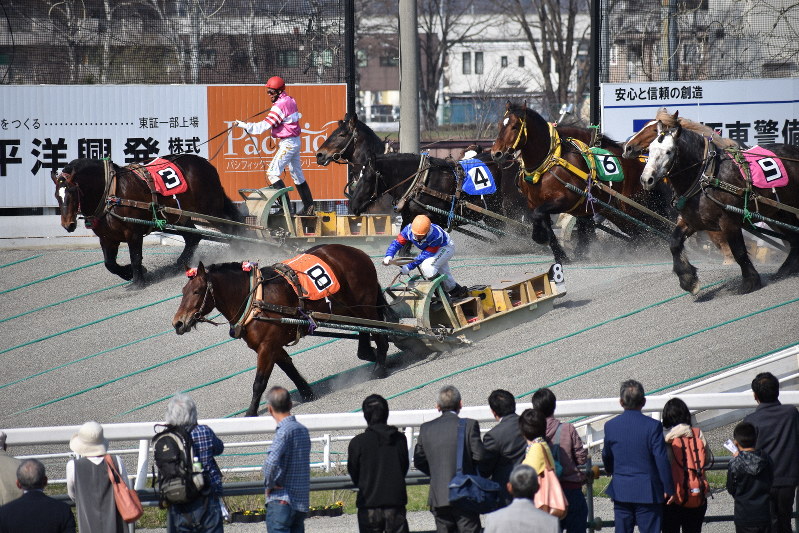 ファンが見つめる中、熱戦が展開される、ばんえい競馬のレース=帯広市で2018年4月、鈴木斉撮影