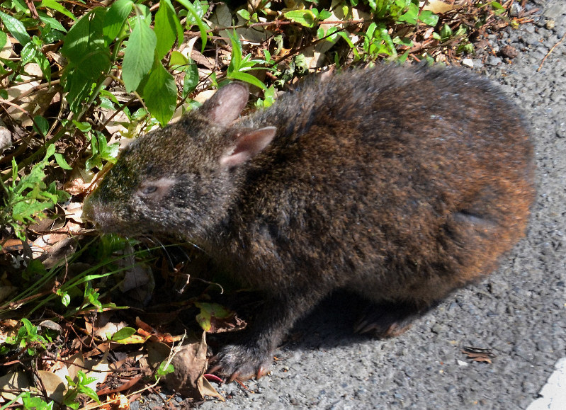 アマミノクロウサギ=鹿児島県奄美市で、神田和明撮影