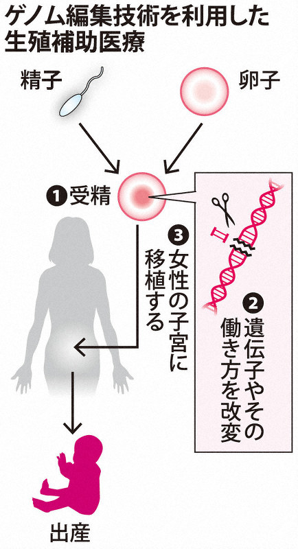 遺伝子改変ヒト受精卵の妊娠・出産 法規制に慎重な厚労省 | 毎日新聞