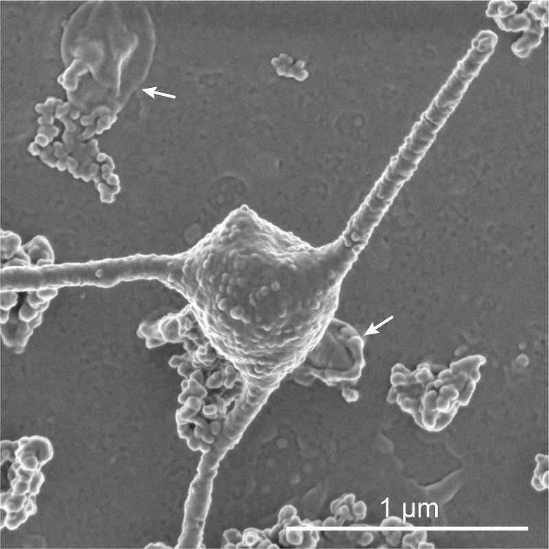 真核生物の「祖先」培養成功 サイエンス誌が「今年の10大成果」に選出