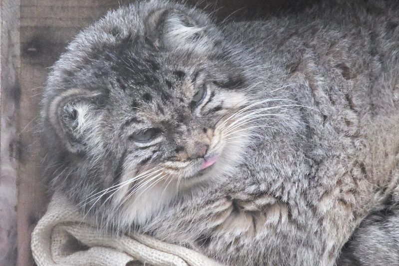 国内最高齢のマヌルネコ死ぬ 神戸・王子動物園 [写真特集9/7] | 毎日新聞