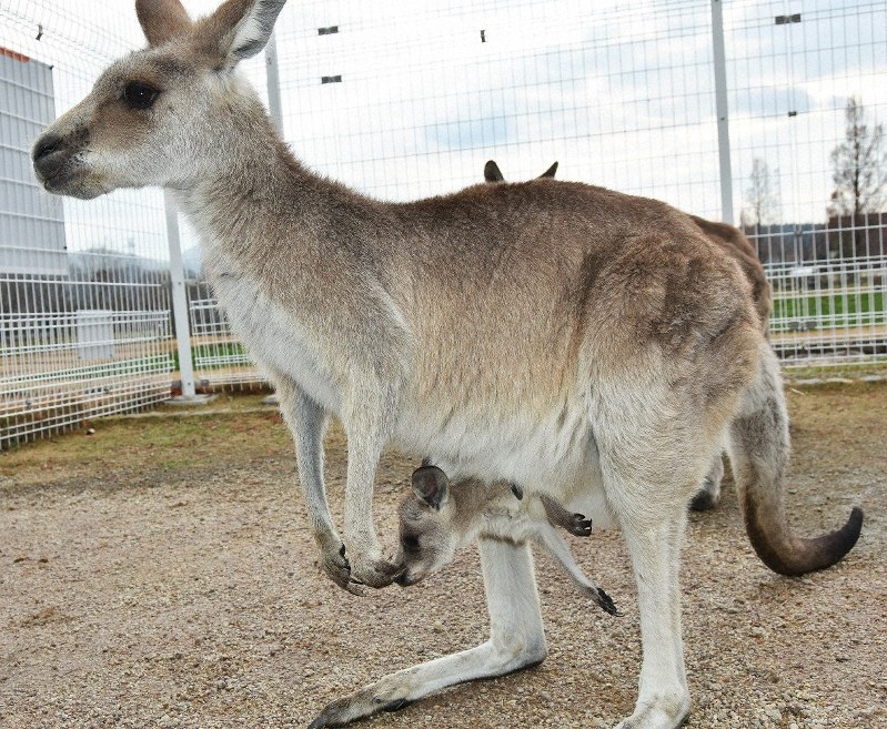 袋からのぞいたり飛び出したり カンガルー赤ちゃん2頭誕生 滋賀農業