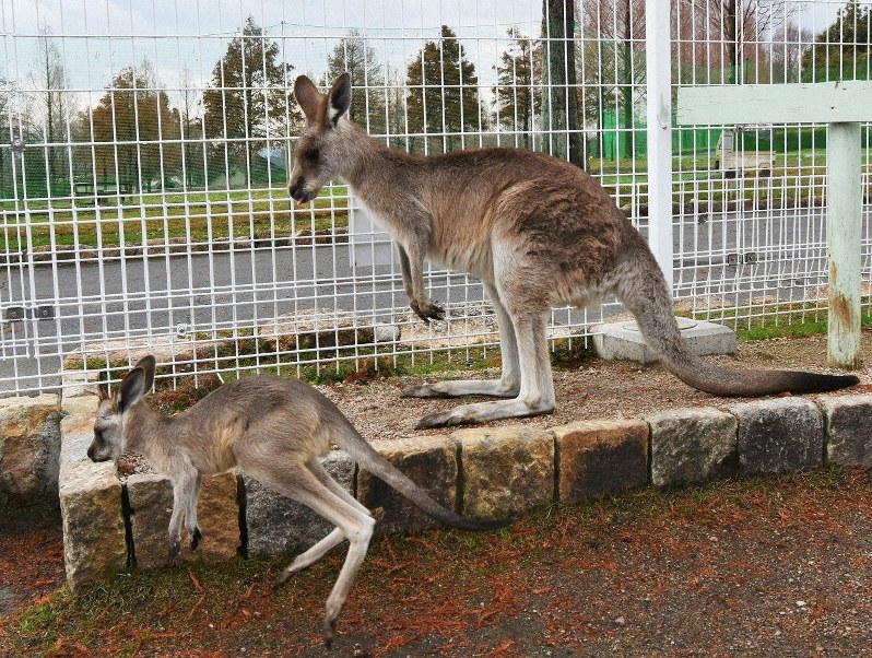 袋からのぞいたり飛び出したり カンガルー赤ちゃん2頭誕生 滋賀農業公園ブルーメの丘 写真特集4 6 毎日新聞