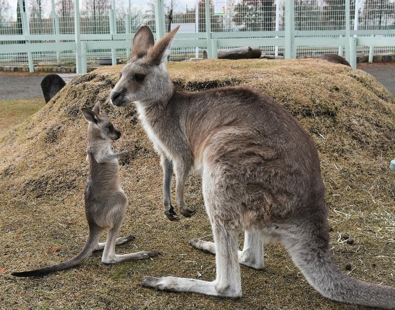 袋からのぞいたり飛び出したり カンガルー赤ちゃん2頭誕生 滋賀農業