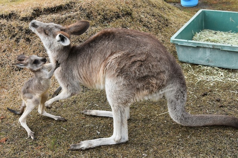 袋からのぞいたり飛び出したり カンガルー赤ちゃん2頭誕生 滋賀農業
