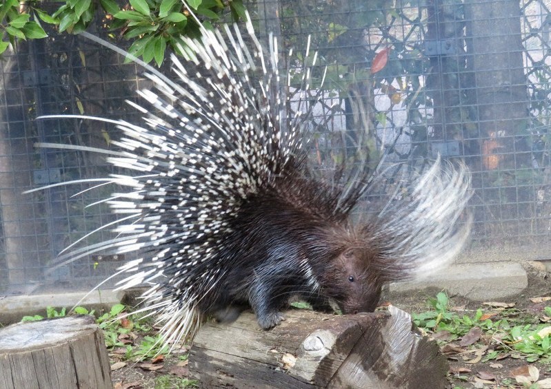 飼育ノート よこはま動物園ズーラシア ハリネズミと呼ばないで 毎日新聞