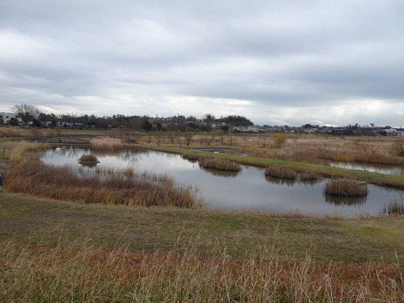治水対策に加え、水辺の自然環境が保全されている大柏川第一調整池緑地=千葉県市川市北方町で