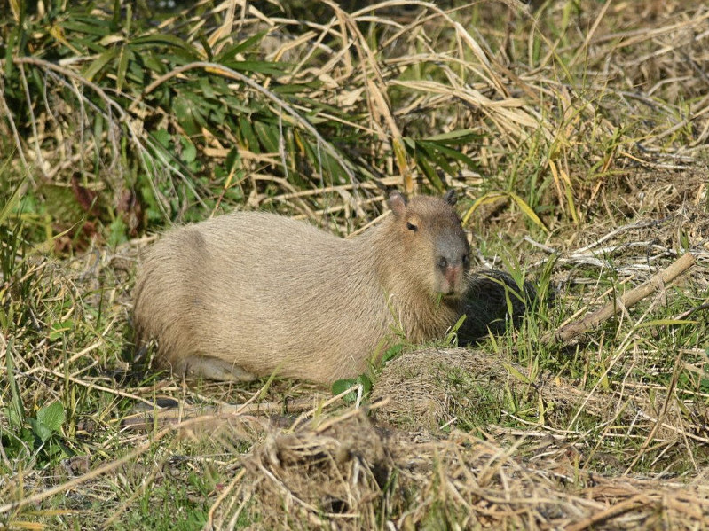 ねずみ年 待ちきれない 平塚 岡根さん 花水川でカピバラ撮影 神奈川 毎日新聞
