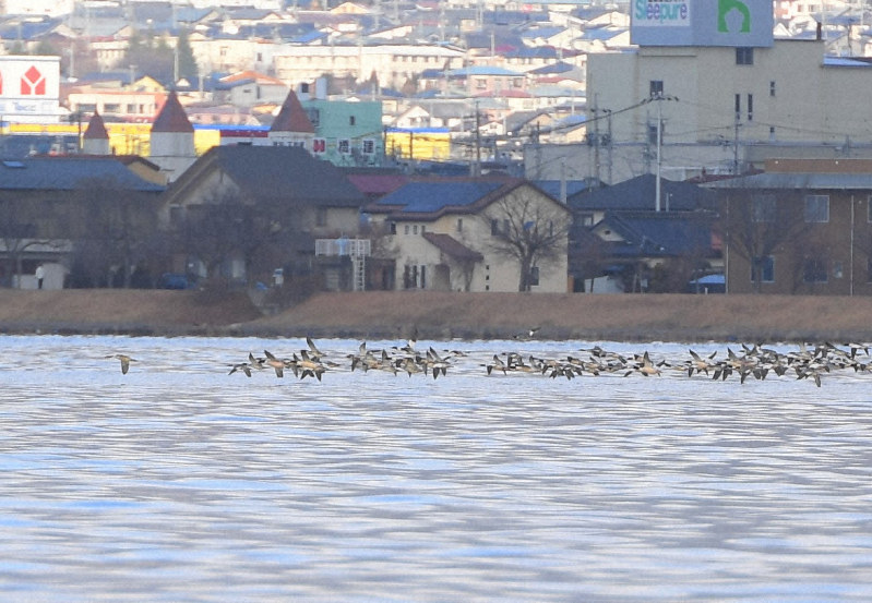 接近する船に驚いて飛ぶカワアイサの群れ=長野県下諏訪町高木付近の諏訪湖沖で2019年12月24日午前8時45分=代表撮影