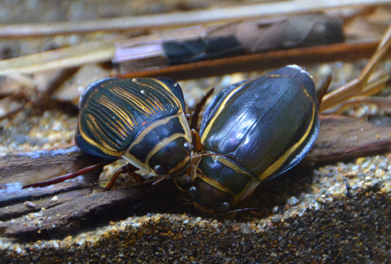 世界最大のゲンゴロウ、国内初展示 繁殖研究でラトビアから輸入 福島