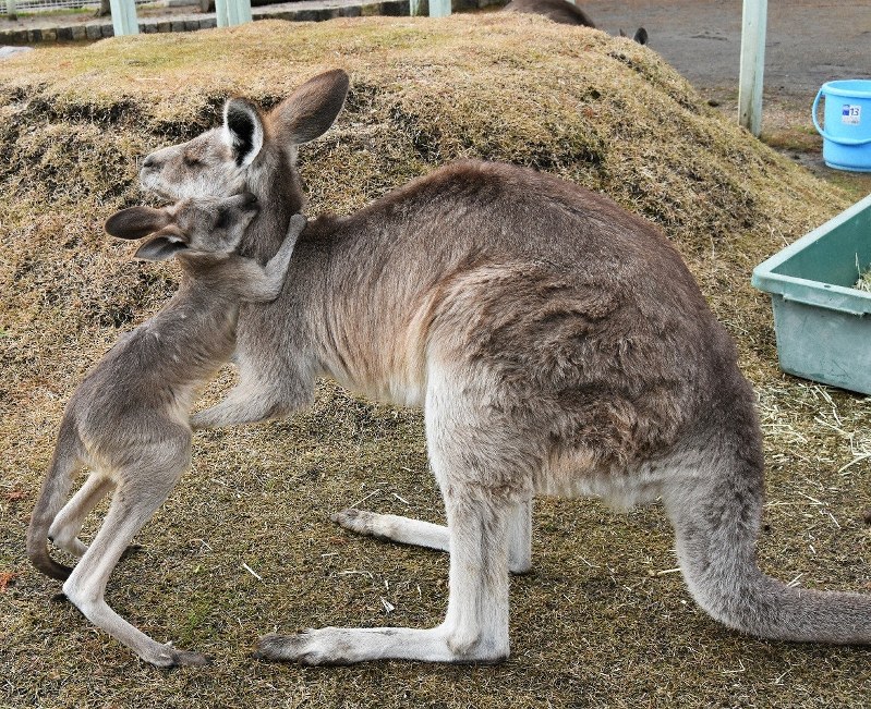 母親のラズベリー(右)の袋から出て抱きつくハイイロカンガルーの赤ちゃん=日野町西大路の滋賀農業公園ブルーメの丘で2019年12月23日、蓮見新也撮影