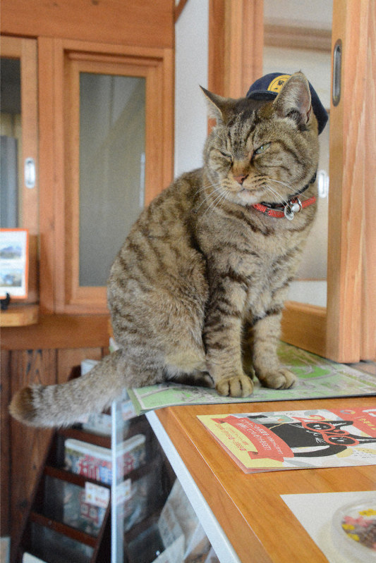 竹田でにゃんこ探し 投稿写真募集企画 きょうから かわいく撮って 温泉でほっこり 市の魅力拡散 大分 毎日新聞