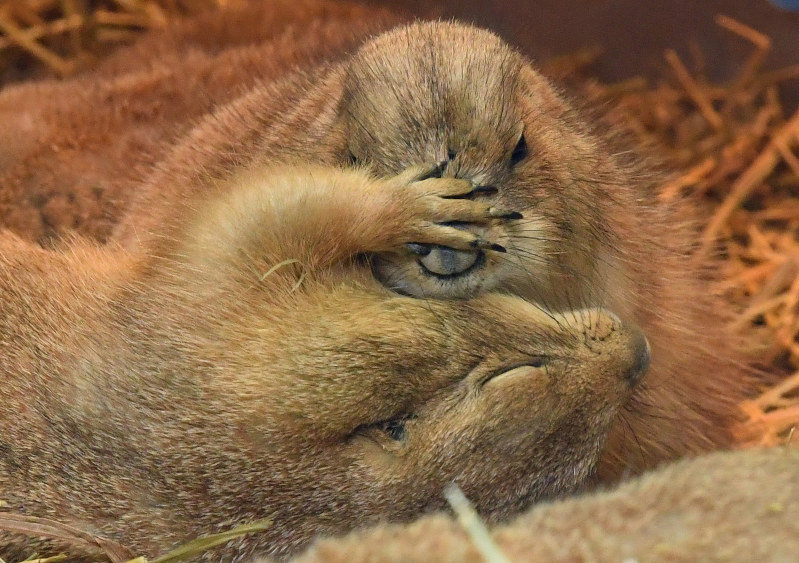 動物:プレーリードッグ、おしくらまんじゅう 寒いのはちょっとu2026団子