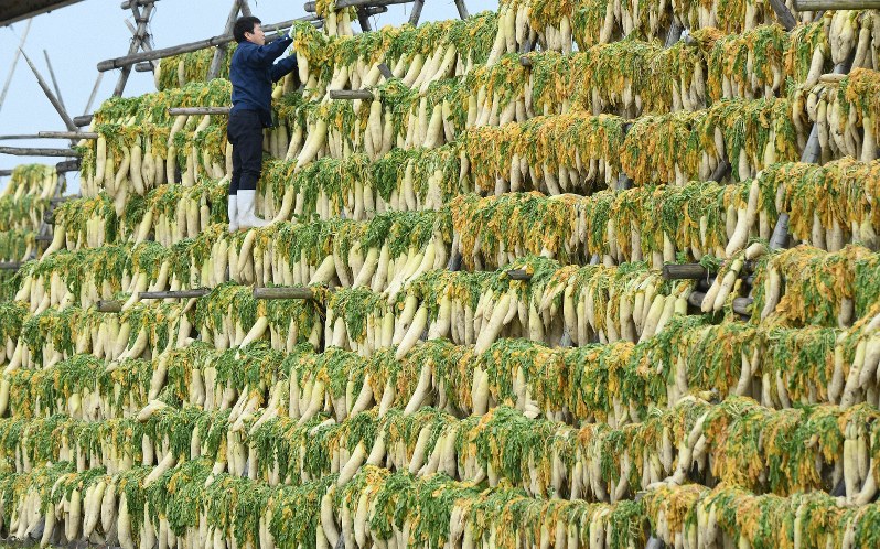 潮風に揺れる「御坊大根の天日干し」 和歌山 | 毎日新聞