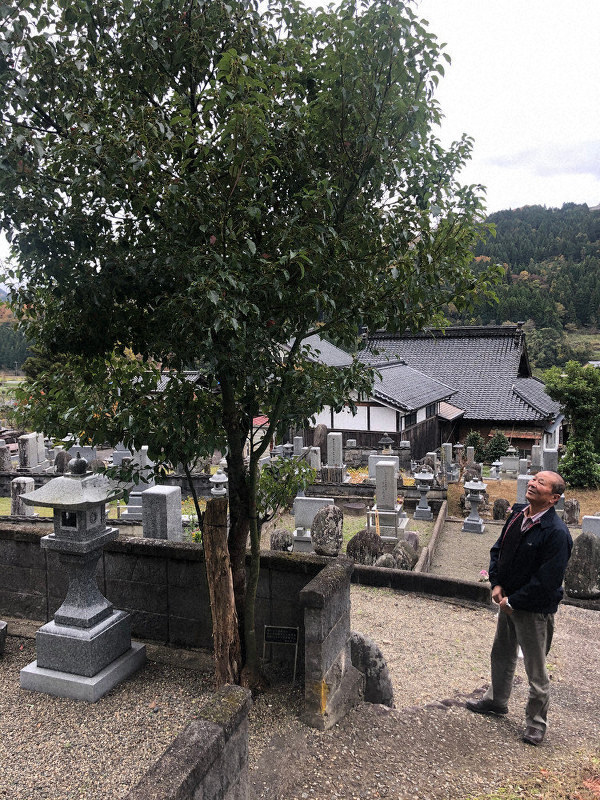 墓前に植えたクスノキを見守る坂本秀夫さん=兵庫県養父市で2019年11月26日、阿部絢美撮影