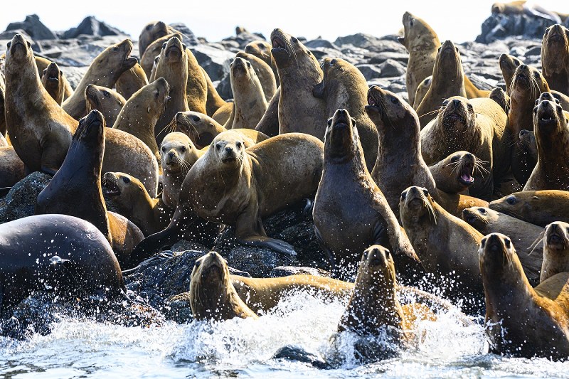 eye：クジラ消えるアラスカ [写真特集5/4] | 毎日新聞