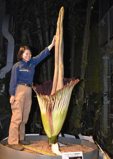 世界最大の“花”ショクダイオオコンニャク開花 筑波実験植物園 茨城