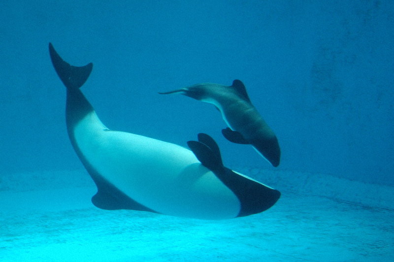 飼育プールの中を泳ぐイロワケイルカの親子=鳥羽水族館提供