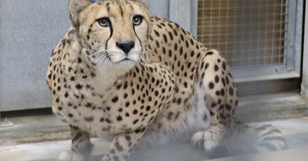 雄チーターのジルコです 2世も期待 よろしくね 広島 安佐動物公園 毎日新聞