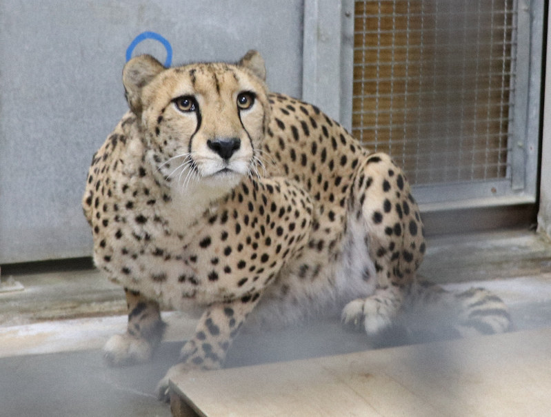 安佐動物公園に来園したチーターのジルコ=同園提供