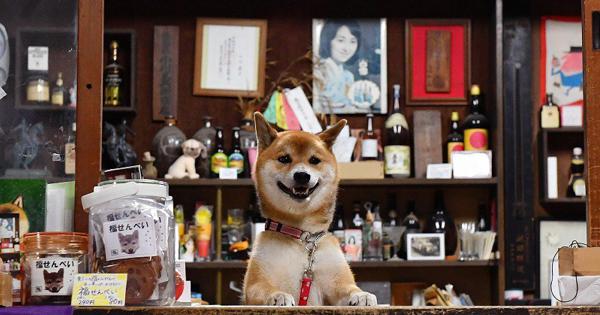 sports bar shiba