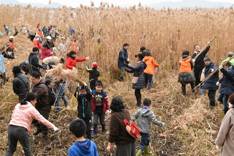 刈り取ったヨシを束ねて運ぶ参加者ら=大津市雄琴6の琵琶湖岸で、成松秋穂撮影