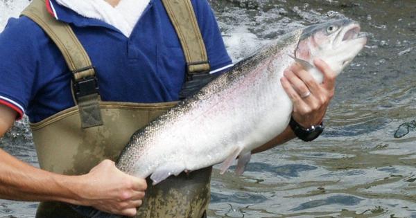 とちぎキャンパる 栃木の魚ヤシオマス 県養殖漁業協同組合 知名度高め地域活性化 栃木 毎日新聞