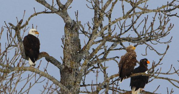 米国のシンボル、ハクトウワシ 日本本土で初確認、撮影に成功 [写真