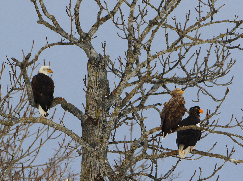 米国のシンボル、ハクトウワシ 日本本土で初確認、撮影に成功 [写真