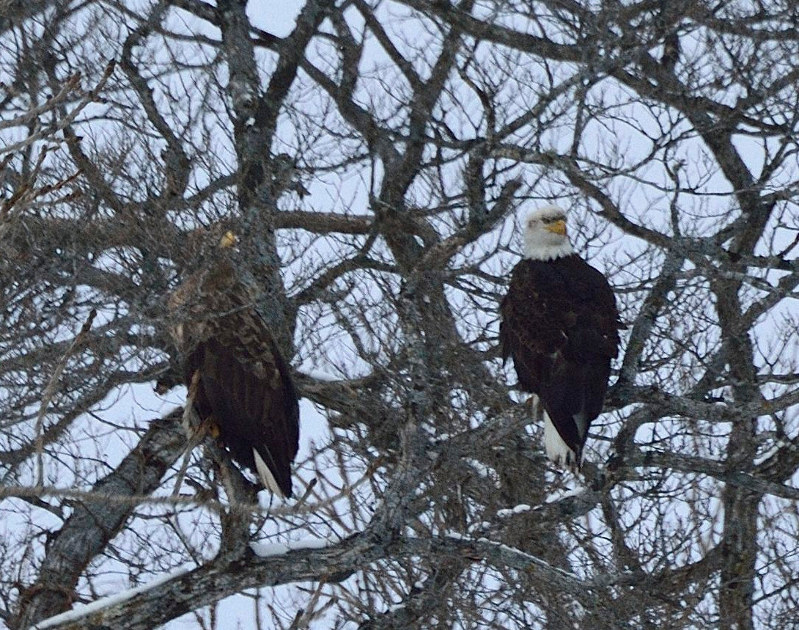米国のシンボル、ハクトウワシ 日本本土で初確認、撮影に成功 [写真