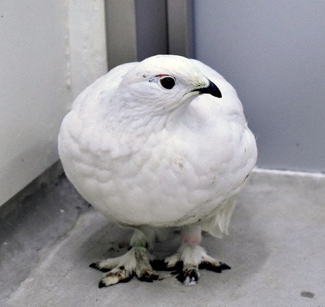 いしかわ動物のライチョウ お見合い 心待ち ペア繁殖目指し メス受け入れ 石川 毎日新聞