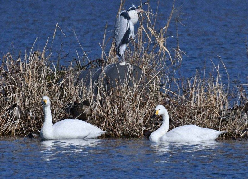 池の中州で羽を休めるコハクチョウの成鳥2羽。上はアオサギ=長野県佐久市の杉の木貯水池で