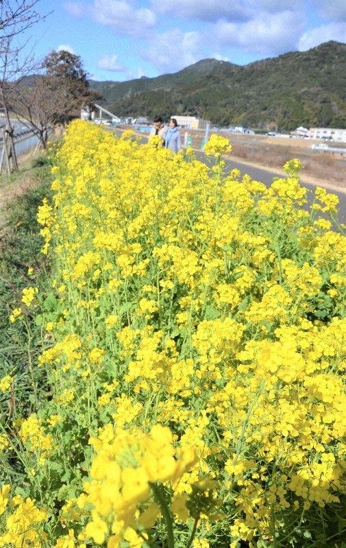 延岡花物語 来月から開催 菜の花１００万本 梅や桜も 名所舞台に多彩イベント 宮崎 毎日新聞